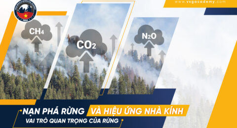 nan pha rung va vai tro của vien tham