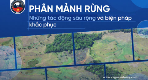 Phan manh rung