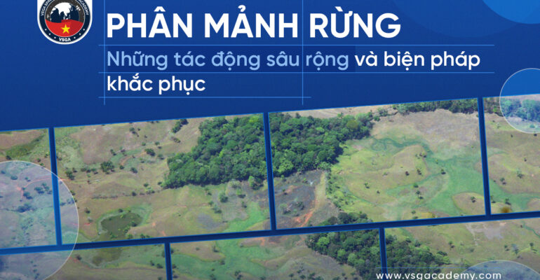 Phan manh rung